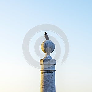 Cormorant on the column