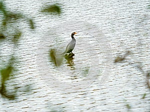 Cormorant Between Defocused Leaves