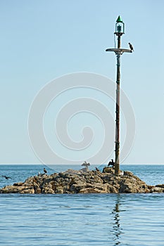 Cormorant dries its wings. The birds dries its plumage in the sun. The coast of the sea. A flock of sea birds on the rocky coastli photo