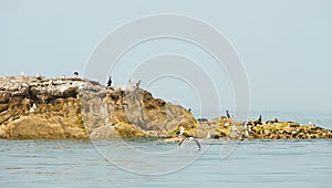 Cormorant dries its wings. The birds dries its plumage in the sun. The coast of the sea. A flock of sea birds on the rocky coastli photo