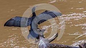 A cormorant dries its wings on a branch above the lake in Tingui Park, Curitiba, Brazil photo