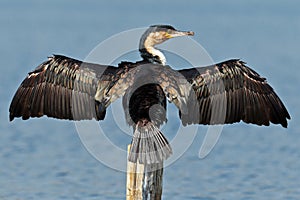 Cormorant dries wings