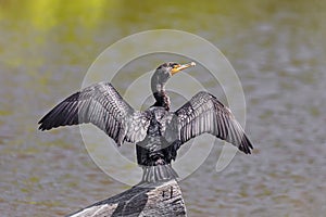 Double-crested Cormorant Dries Wings on Log photo