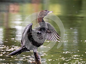 Cormorant drying out his plummage, Romania