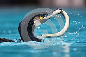 Cormorant with an eal in its beak