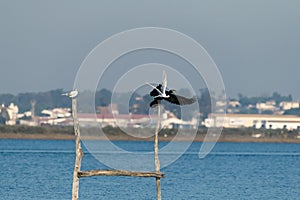 Cormorant fighting for seagull by the innkeeper