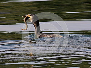 Cormorano 