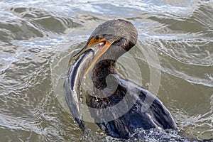 Cormorant with a fish in the Susquehanna River