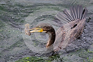 Cormorant fishing