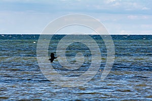 Cormorant flies by the sea