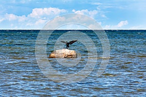 Cormorant flies by the sea