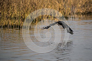 Cormorant in flight