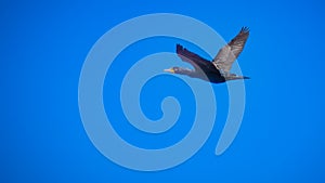 cormorant in flight
