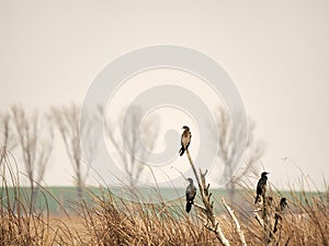 Cormorant flocking on a tree in Neajlov river delta, Romania