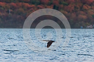 Cormorant flyin over the sea