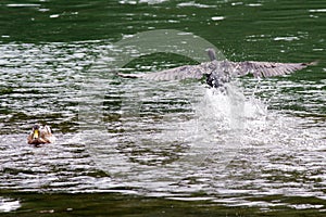 Cormorant flying above the river Po.