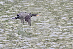 Cormorant flying above the river Po.