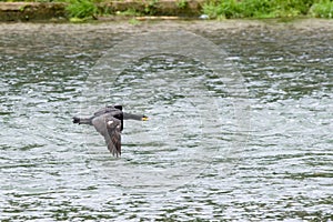 Cormorant flying above the river Po.