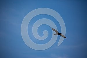 Cormorant flying with big span of wings