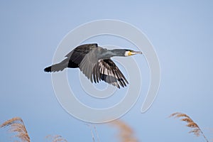 Cormorant flying close up in Danube Delta , Romania wildlife bird watching