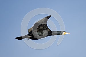 Cormorant flying close up in Danube Delta , Romania wildlife bird watching