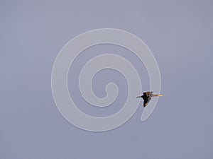 A cormorant flying in front of a blue sky