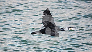 Cormorant flying low over water , Estepona