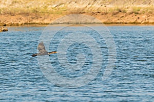 Cormorant flying over Oanob Lake in Namibia