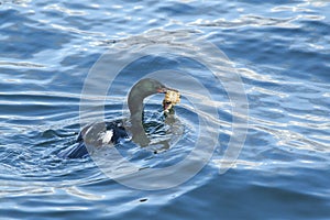 Cormorant with food.