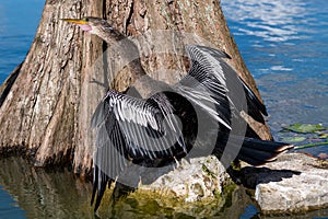 Cormorant in Front of Cypress Tree Drying its Wings