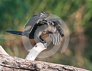 Cormorant getting ready to dive