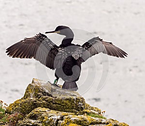 Cormorant