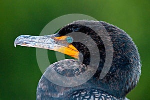 Cormorant Head