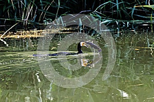 A cormorant hunts a fish in calm waters photo