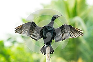 The Cormorant with its spread their wings