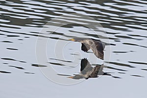 Cormorant just above water.