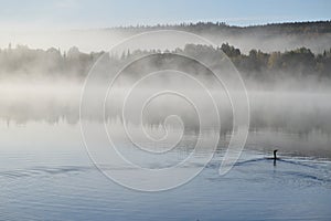 A cormorant on the lake photo