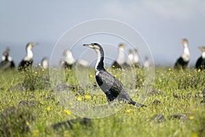 Cormorant at Lake Naivasha, Great Rift Valley, Kenya, Africa