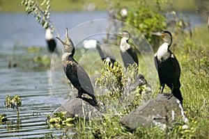 Cormorant at Lake Naivasha, Great Rift Valley, Kenya, Africa