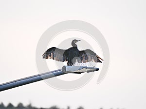 A cormorant on a lamp and dries its wet wings by spreading them