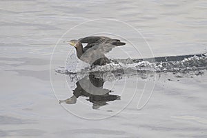 Cormorant landing on water