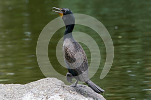 Cormorant in Littleton, Colorado sitting on a rock