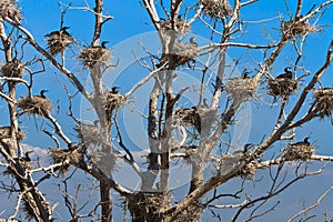 Cormorant nests in a tree