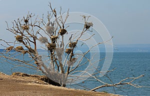 Cormorant nests in a tree