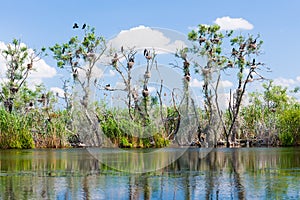 Cormorant nests in tree