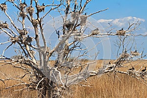 Cormorant nests in a tree