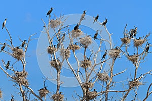 Cormorant nests in a tree