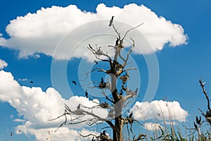 Cormorant nests in trees with blue sky