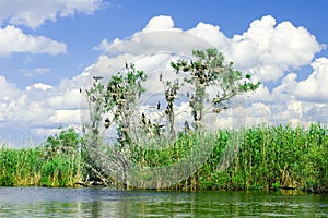 Cormorant nests in trees in Danube Delta