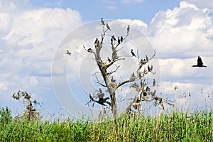 Cormorant nests in trees in Danube Delta photo
